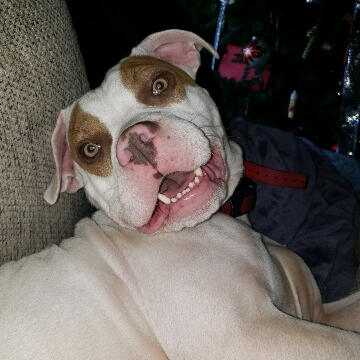 Our Vice President Tracy in our shop with one of the rescue dogs