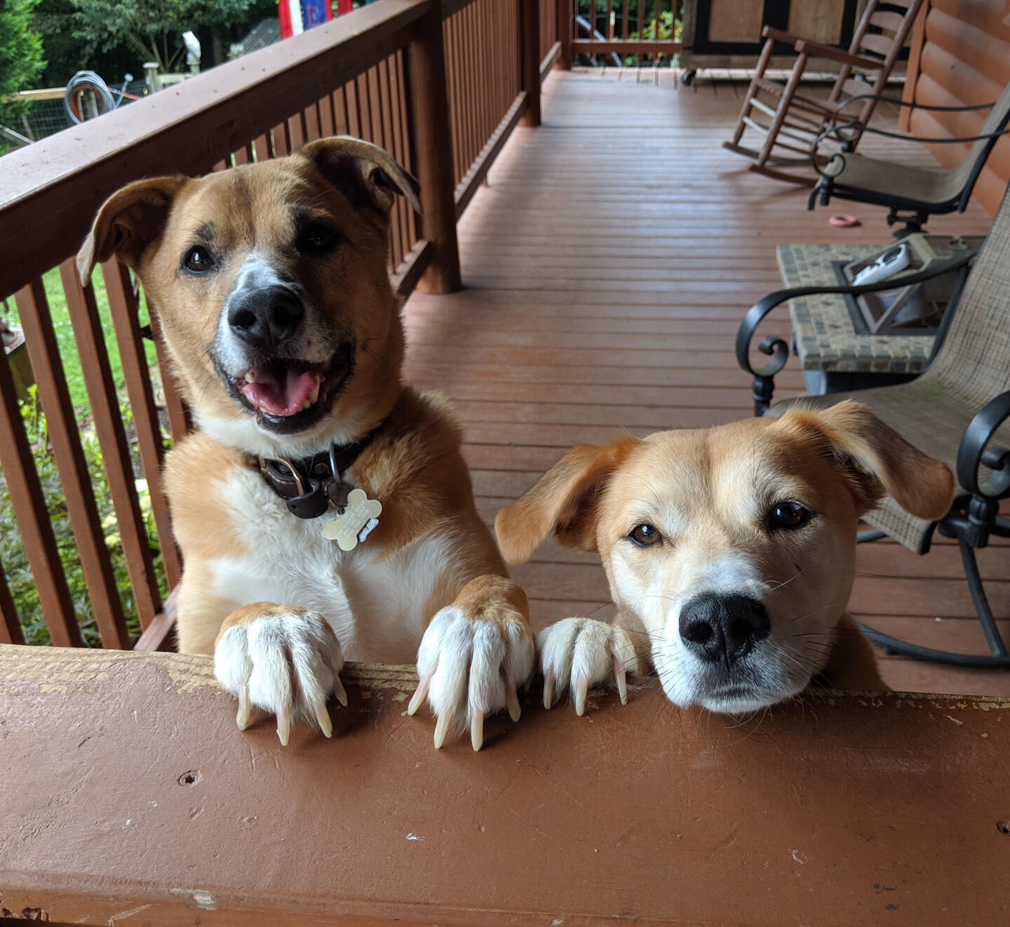 Our Vice President Tracy in our shop with one of the rescue dogs