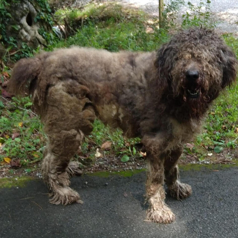 Our Vice President Tracy in our shop with one of the rescue dogs